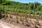 Tomato Plants Trellis