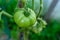 Tomato plants.Unripe green tomato on a branch. The concept of organic vegetables, farming,