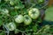 Tomato plants.Unripe green tomatoes on a branch and flowers of a tomato.The concept of organic vegetables, farming,