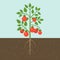 Tomato plants, vegetable with root in soil texture, flat design