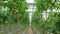 Tomato production and transportation. Beautiful red ripe tomatoes background, agriculture industry. Growing tomatoes