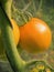 Tomato ripening