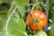 Tomato ripening in the garden