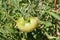 Tomato ripening in an orchard