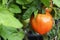 Tomato ripening on the plant