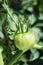 Tomato ripening in the plant in an orchard