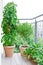 Tomato rosemary strawberry plants pots balcony