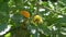 Tomato`s growing on the vine