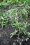 Tomato saplings in the garden in the spring. Tomato seedlings grown for the garden. Close-up