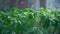 Tomato Saplings, Tomato Leaves. Greenhouse Conditions. Young tomato plants in a nursery ready for planting in the garden