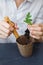 Tomato Seedling in the hand of yong woomen, with visible root. Small green seedlings for planting with well developed root system