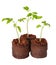 A tomato seedling in the peat pot, isolated