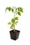 Tomato Seedling Plant