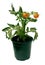 Tomato Seedling Potted Plant with flowers and red fruits isolat