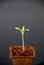 Tomato Seedling (Solanum Lycopersicum)