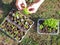 Tomato seedlings 3