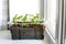 Tomato seedlings in a box on the window