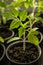 Tomato seedlings in a cup. Seedlings vegetable in plastic cups