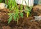 Tomato seedlings in early spring, simple film greenhouse, gardener`s concept