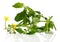 Tomato seedlings with flowers, on a white background