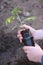 Tomato seedlings in the garden.Spring seedlings. Gardening and horticulture. Seedling in the hands. Planting tomatoes in