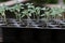 Tomato seedlings germinate in tray. Germination tray or nursery tray with fresh tomato plant