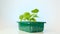 Tomato seedlings in a green dose.Gardening and agriculture. Growing Tomato.Home garden. Home growing vegetables