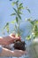 Tomato seedlings in the greenhouse