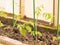 Tomato seedlings in the greenhouse