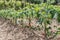 Tomato seedlings grow in the home garden. Seedling growth period