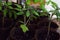 Tomato seedlings grow in a pot at home. Small seedlings on a light background grow in peat pots for growing