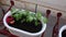Tomato seedlings grow in pots on the balcony.