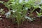 Tomato seedlings grown in groups forming fresh green plants ready for being planted on ground