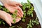 Tomato seedlings in hand