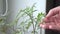 Tomato seedlings at home, close up. Person checks with hand drying leaf of plant affected by some kind of disease, side