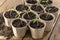 Tomato seedlings in paper pots