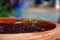 Tomato Seedlings in Pot