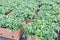 Tomato Seedlings, ready for transport ,young foliage of Tomato