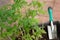 Tomato seedlings and scoop in the box. Preparation of planting plants in  vegetable beds.Blur focus