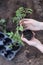 Tomato seedlings in the spring garden.Spring seedlings. Gardening and horticulture. Seedling in the hands. Planting