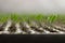 Tomato seedlings sprout