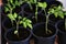 Tomato seedlings sprout. Self sufficiency, organic food, sustainability. Cultivating tomato plants indoors in a garden greenhouse