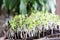 Tomato seedlings sprouting out