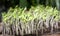 Tomato seedlings sprouting out