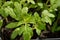 Tomato seedlings. Top view.