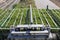 Tomato seedlings trays on trailer racks