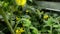 Tomato seedlings with yellow flowers