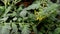 Tomato seedlings with yellow flowers in a greenhouse