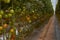 Tomato shoots with fruits growing in a bright, illuminated greenhouse.