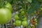 Tomato shoots with fruits growing in a bright, illuminated greenhouse.